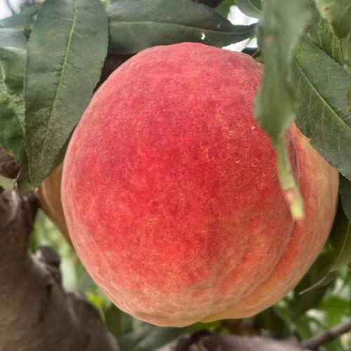 京鲜生中华桃王 一口爆汁的夏日甜蜜，从源头直达你手中