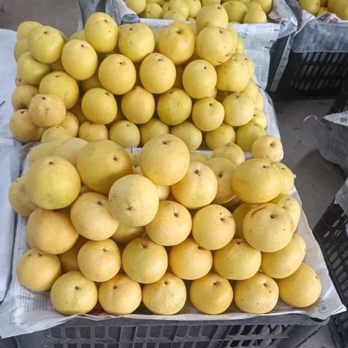 京西门头沟·中秋献礼 老树小果白梨，新鲜直达到家