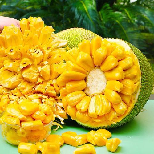 菠萝蜜现摘发货海南黄肉当季新鲜水果干苞黄肉整个一件代发现货